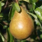 25 Seeds Fondante Dautomne Pear Seeds For Garden Planting Fresh For Garden