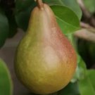 25 Seeds Durondeau Pear Seeds For Garden Planting Fresh For Garden