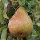 25 Seeds Doyenne Du Comice Pear Seeds For Garden Planting Fresh For Garden