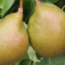 25 Seeds Catillac Pear Seeds For Garden Planting Fresh For Garden