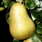25 Seeds Beurre Superfin Pear Seeds For Garden Planting Fresh For Garden
