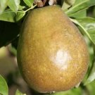25 Seeds Beurre Hardy Emla Pear Seeds For Garden Planting Fresh For Garden