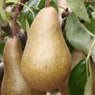 25 Seeds Beurre Danjou Pear Seeds For Garden Planting Fresh For Garden