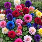 300 Mixed Dahlia Seeds For Garden