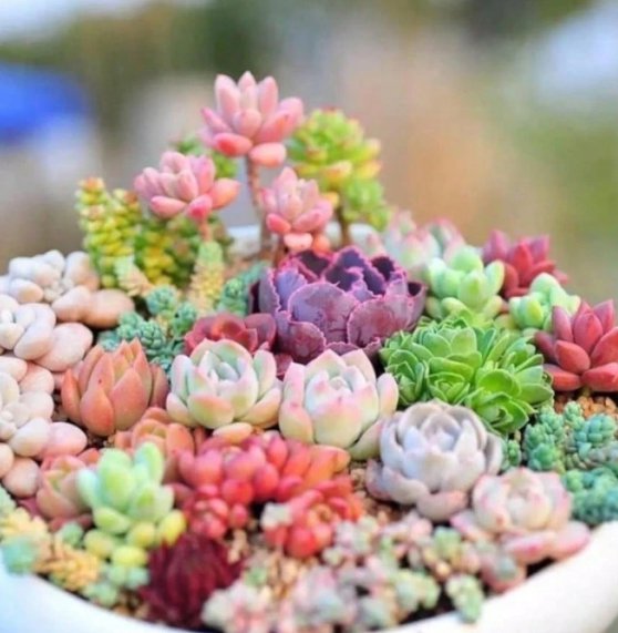Succulent Rainbow For Garden