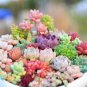 Succulent Rainbow For Garden