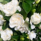 200 Gardenia Jasminoides Seed For Garden