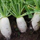 200 Heat-Resistant White Radish Seeds For Garden