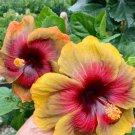 100 Mxed Giant Hibiscus Seeds For Garden 100 Mxed Giant Hibiscus Seeds For Garden