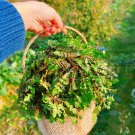 1000 Wild Shepherds Purse Seeds For Garden 1000 Wild Shepherds Purse Seeds For Garden