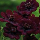 100 Chocolate Cosmos For Garden