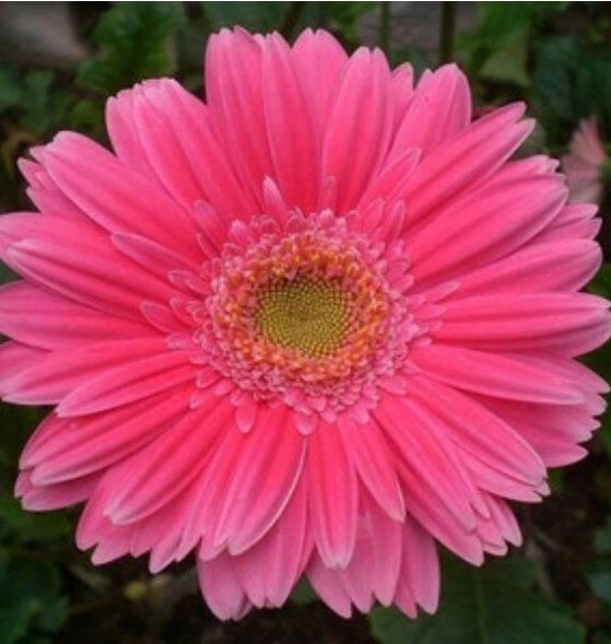 285 More Higher Quality For Garden