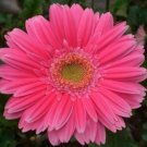 285 More Higher Quality For Garden