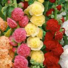 50 Hollyhock Seeds For Garden