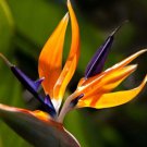 200 Strelitzia Regina For Garden