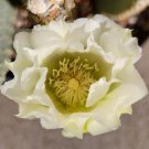 (1) Live Cactus Plant Pad Cutting Opuntia Basilaris *White Flower* Prickly Pear