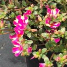5 CUTTINGS TWISTED PINK - Portulaca Oleraces/Purslane - US Seller 5 CUTTINGS TWISTED PINK - Portulaca Oleraces/Purslane - US Seller