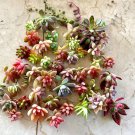 40 Colorful Succulent Cuttings – Mixed Healthy Unrooted Varieties 40 Colorful Succulent Cuttings – Mixed Healthy Unrooted Varieties