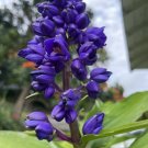 3 Blue Ginger Cuttings – Dichorisandra thyrsiflora | Hawaii-Grown Ornamental Plant
