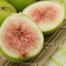 3 Green Ischia Fig Tree Cuttings – Ficus carica | Unrooted Hardwood Stems for Propagation 3 Green Ischia Fig Tree Cuttings – Ficus carica | Unrooted Hardwood Stems for Propagation