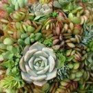 10 Assorted Succulent Cuttings – Mixed Unrooted Varieties | Colorful Rosettes