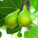 5 Lattarula Italian Honey Fig Cuttings – Ficus carica | Unrooted Propagation Wood