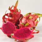 1 Dragon Fruit Cuttings – Mature “Sin Espinas” Variety, Thornless Hylocereus