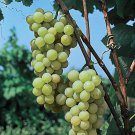 Early Muscat Grape Cuttings – 5pcs Table Grape Vine Cuttings, Sweet Fruit, Ready to Plant