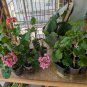 1 Rosebud Geranium ‘Antique Grainger’ – Live Plant, Heirloom Pelargonium with Rosebud Blooms