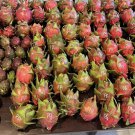 1 Maria Rosa Dragon Fruit Cutting – 12–17” Mature Cutting, Pink-Fleshed Hylocereus