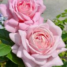 Light Pink Rose Cuttings – 3 Fresh Unrooted Stems (5–8"), Heirloom Garden Rose