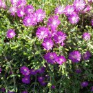 Creeping Ice Plant Cuttings – 12 Purple/Pink Succulent Stems (4–7"), Creeping Ice Plant Cuttings – 12 Purple/Pink Succulent Stems (4–7"),