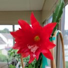 Epiphyllum Orchid Cactus Cutting – 1 Unrooted Slip, Red Blooming Variety, Jungle Cactus Starter Epiphyllum Orchid Cactus Cutting – 1 Unrooted Slip, Red Blooming Variety, Jungle Cactus Starter