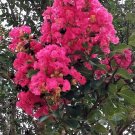 2 Hot Pink Crepe Myrtle Live Plants – Flowering Lagerstroemia indica Rooted Tree/Bush Starters