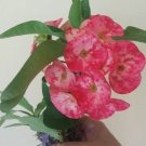 1 Euphorbia Milii Cutting – Thai Hybrid Crown of Thorns 10” Live Plant Slip 1 Euphorbia Milii Cutting – Thai Hybrid Crown of Thorns 10” Live Plant Slip