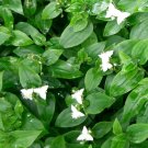 12 Tradescantia Fluminensis Cuttings – Green Wandering Jew Plant Starts, No Frost