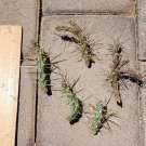 Cylindropuntia davisii – 5 Thistle Cholla Cactus Cuttings, Live Spiny Segments,Plant Starter Cylindropuntia davisii – 5 Thistle Cholla Cactus Cuttings, Live Spiny Segments,Plant Starter