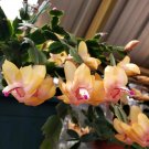 Thanksgiving Cactus Cuttings – 6 Fresh Schlumbergera truncata Segments, Holiday Cactus Starter Set Thanksgiving Cactus Cuttings – 6 Fresh Schlumbergera truncata Segments, Holiday Cactus Starter Set