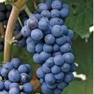 Seedless Concord Grape Vine – 5 Organic Cuttings, Vitis labrusca, Table Juice Jelly Variety