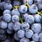 Seedless Concord Grape Vine – 5 Organic Cuttings, Vitis labrusca, Table Juice Jelly Variety
