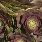 Aeonium ‘Halloween’ Cutting – 1 Live Unrooted Rosette Start, Rare Succulent with Dark Foliage Aeonium ‘Halloween’ Cutting – 1 Live Unrooted Rosette Start, Rare Succulent with Dark Foliage