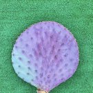 Santa Rita Purple Prickly Pear – 1 Live Cactus Pad Cutting (6"), Opuntia santa-rita, Santa Rita Purple Prickly Pear – 1 Live Cactus Pad Cutting (6"), Opuntia santa-rita,
