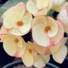 Crown of Thorns Cutting – 1 Large Marble Euphorbia milii Live Succulent Plant Starter, Crown of Thorns Cutting – 1 Large Marble Euphorbia milii Live Succulent Plant Starter,