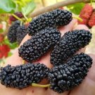 Texas Mulberry Tree Cuttings – 20+ Unrooted Hardwood Stems (7–10”), Edible Fruit Tree Texas Mulberry Tree Cuttings – 20+ Unrooted Hardwood Stems (7–10”), Edible Fruit Tree