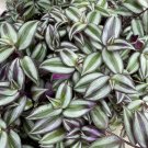 Wandering Jew Cuttings – 10+ Tradescantia zebrina Purple Vine Plant, Starter Set Wandering Jew Cuttings – 10+ Tradescantia zebrina Purple Vine Plant, Starter Set