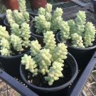 Burro’s Tail – 4 Live Rooted Plants in 2" Pots, Sedum morganianum, Donkey’s Tail Packs Burro’s Tail – 4 Live Rooted Plants in 2" Pots, Sedum morganianum, Donkey’s Tail Packs
