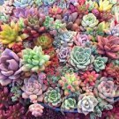 Succulent Cuttings – 15 Mixed Live Unrooted Plant Cuttings, 1–2” Rosettes & Stems Succulent Cuttings – 15 Mixed Live Unrooted Plant Cuttings, 1–2” Rosettes & Stems