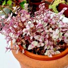 Tradescantia Cuttings – 10 Tiny Pink-Stemmed Plant Starts, Live Unrooted, Tradescantia Cuttings – 10 Tiny Pink-Stemmed Plant Starts, Live Unrooted,