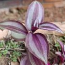 Rare Wandering Jew Cutting – Variegated White Tradescantia Slip, 1 Live Plant Starter Rare Wandering Jew Cutting – Variegated White Tradescantia Slip, 1 Live Plant Starter