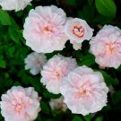 Cecile Brunner Rose Cuttings – 10 Premium Unrooted Stems, Heirloom Sweetheart Cecile Brunner Rose Cuttings – 10 Premium Unrooted Stems, Heirloom Sweetheart